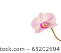Pink orchid on a white background. Copy space 63202694