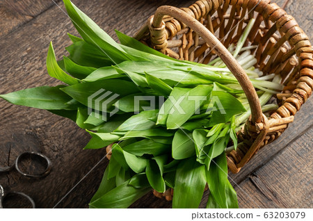 Fresh wild garlic leaves collected in early spring Fresh wild garlic leaves collected in early spring 63203079
