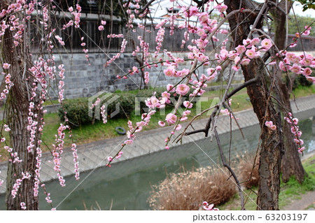 京都伏見垂梅 京都伏見垂梅 63203197