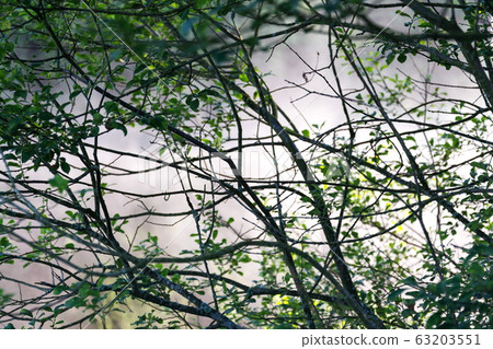 Morning haze over surface of the Pohorsky pond know as Jiricka reservoir near Pohorska Ves, Novohradske Mountains, Cesky Krumlov District, South Bohemian Region, Czech Repubic 63203551