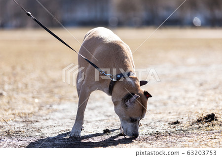 Old red dog walks outdoor at autumn day 63203753