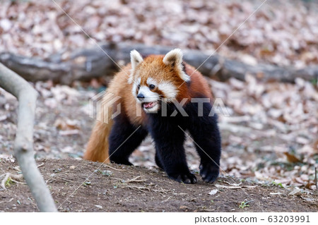 紅熊貓多摩動物園 紅熊貓多摩動物園 63203991