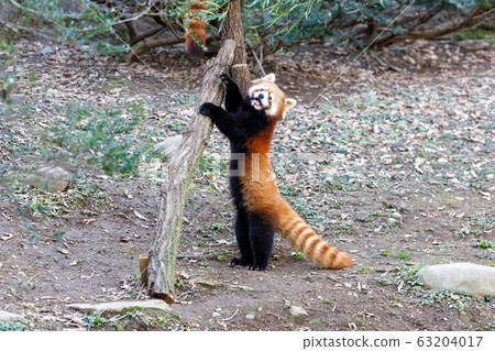 紅熊貓多摩動物園 63204017