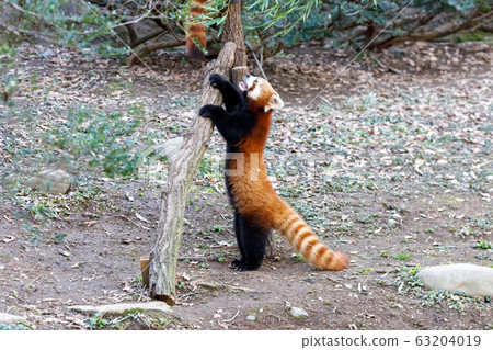 紅熊貓多摩動物園 63204019