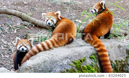 紅熊貓多摩動物園 63204025