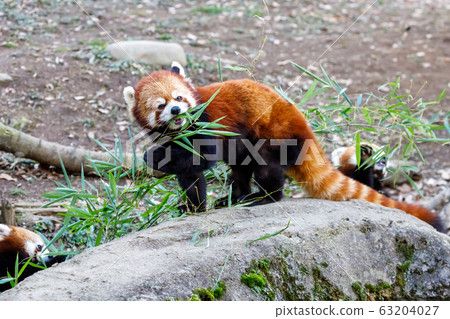 紅熊貓多摩動物園 63204027