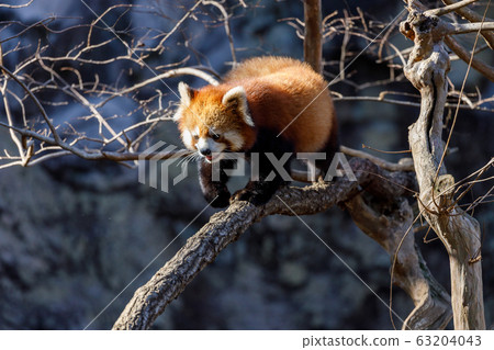 Red Panda Tama Zoo 63204043