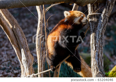 Red Panda Tama Zoo 63204046