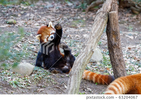 紅熊貓多摩動物園 63204067