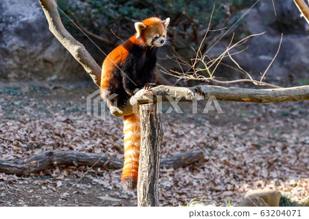 Red Panda Tama Zoo 63204071