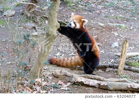 紅熊貓多摩動物園 63204077