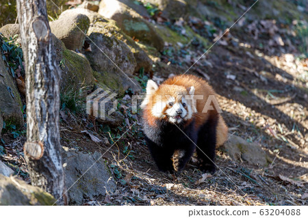 紅熊貓多摩動物園 63204088