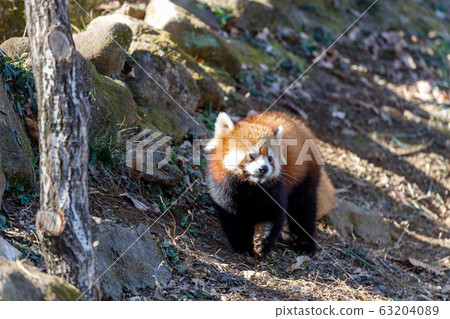 紅熊貓多摩動物園 紅熊貓多摩動物園 63204089