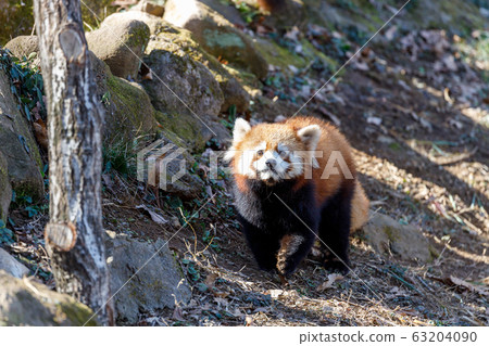 紅熊貓多摩動物園 63204090