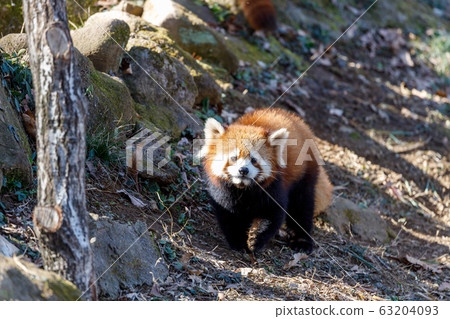 紅熊貓多摩動物園 63204093