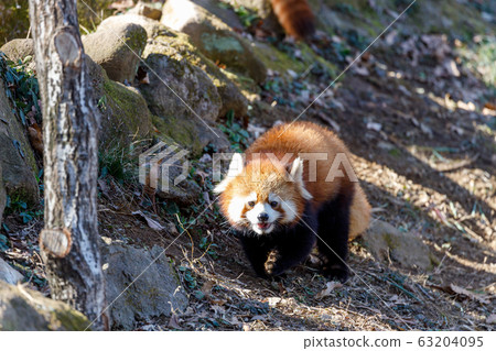 紅熊貓多摩動物園 63204095
