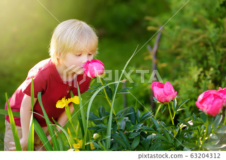 Cute little boy is smelling purple peonies Cute little boy is smelling purple peonies 63204312