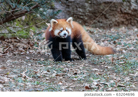 Red Panda Tama Zoo 63204696