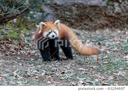 Red Panda Tama Zoo 63204697