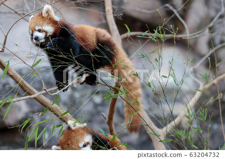 紅熊貓多摩動物園 紅熊貓多摩動物園 63204732
