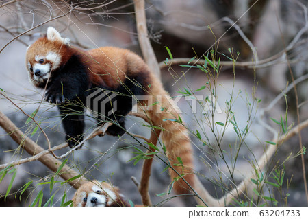 紅熊貓多摩動物園 紅熊貓多摩動物園 63204733