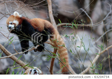 紅熊貓多摩動物園 紅熊貓多摩動物園 63204734