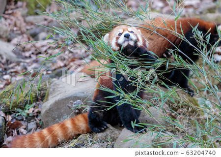 紅熊貓多摩動物園 63204740