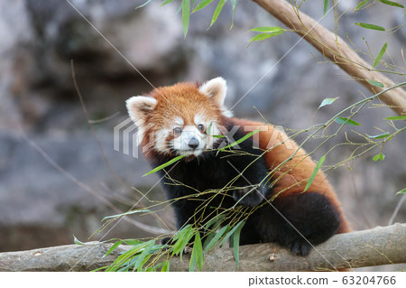 紅熊貓多摩動物園 紅熊貓多摩動物園 63204766