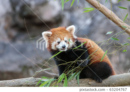 紅熊貓多摩動物園 紅熊貓多摩動物園 63204767