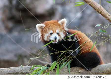紅熊貓多摩動物園 紅熊貓多摩動物園 63204768