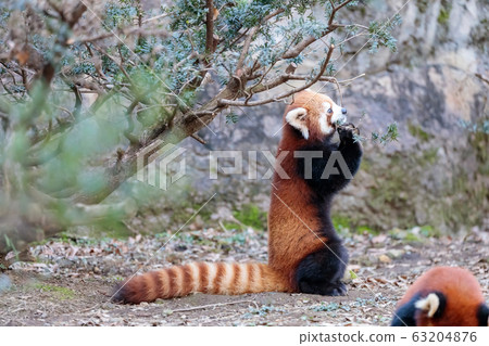 Red Panda Tama Zoo Red Panda Tama Zoo 63204876
