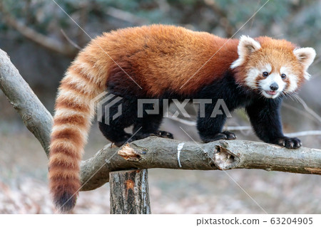 紅熊貓多摩動物園 63204905