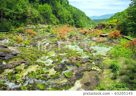 杜鵑花盛開的Chatsubomigoke公園1 63205145