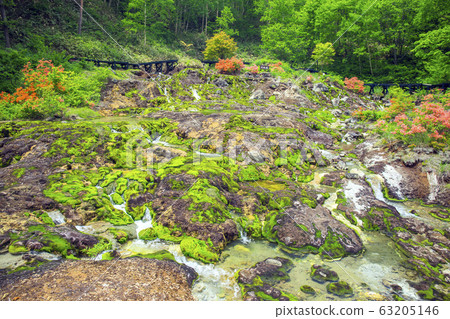 杜鵑花盛開的Chatsubomigoke公園2 63205146