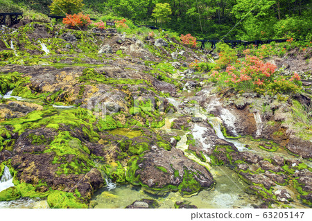 杜鵑花盛開的Chatsubomigoke公園3 63205147