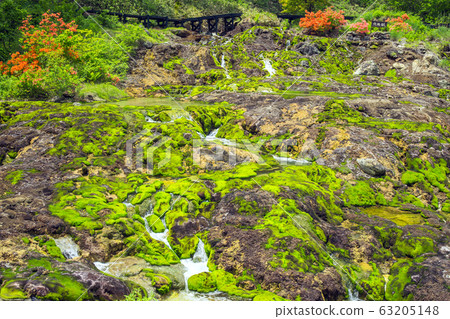 杜鵑花盛開的丘博·米高克公園4 63205148
