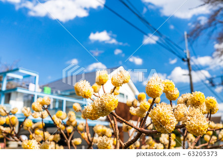 Mitsumata花開在居民區 63205373