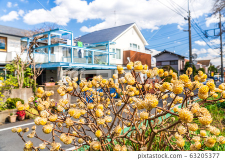 Mitsumata花開在居民區 63205377