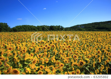 Abashiri City Omagari Lake Gion ground sunflower 63205802