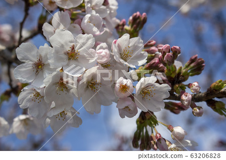 Spring Spring 63206828