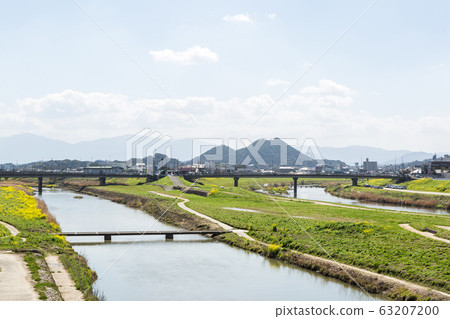 Rape blossoms and Chikushi (Mount Bota) from the riverbeds of the Onga River (Iizuka City, Fukuoka Prefecture) 63207200
