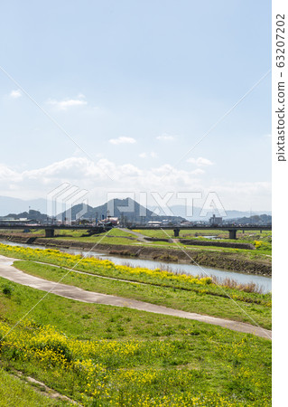 Rape blossoms and Chikushi (Mount Bota) from the riverbeds of the Onga River (Iizuka City, Fukuoka Prefecture) 63207202