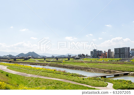 Rape blossoms and Chikushi (Mount Bota) from the riverbeds of the Onga River (Iizuka City, Fukuoka Prefecture) 63207205