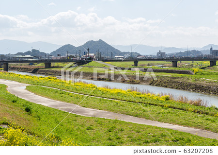 Rape blossoms and Chikushi (Mount Bota) from the riverbeds of the Onga River (Iizuka City, Fukuoka Prefecture) 63207208