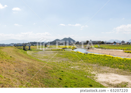 Rape blossoms and Chikushi (Mount Bota) from the riverbeds of the Onga River (Iizuka City, Fukuoka Prefecture) Rape blossoms and Chikushi (Mount Bota) from the riverbeds of the Onga River (Iizuka City, Fukuoka Prefecture) 63207220