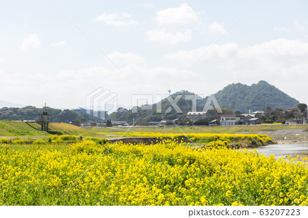 Rape blossoms and Chikushi (Mount Bota) from the riverbeds of the Onga River (Iizuka City, Fukuoka Prefecture) 63207223