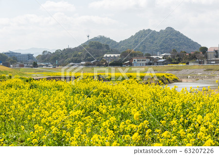 Rape blossoms and Chikushi (Mount Bota) from the riverbeds of the Onga River (Iizuka City, Fukuoka Prefecture) Rape blossoms and Chikushi (Mount Bota) from the riverbeds of the Onga River (Iizuka City, Fukuoka Prefecture) 63207226