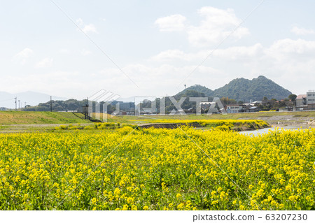 Rape blossoms and Chikushi (Mount Bota) from the riverbeds of the Onga River (Iizuka City, Fukuoka Prefecture) 63207230
