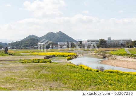 Rape blossoms and Chikushi (Mount Bota) from the riverbeds of the Onga River (Iizuka City, Fukuoka Prefecture) 63207236