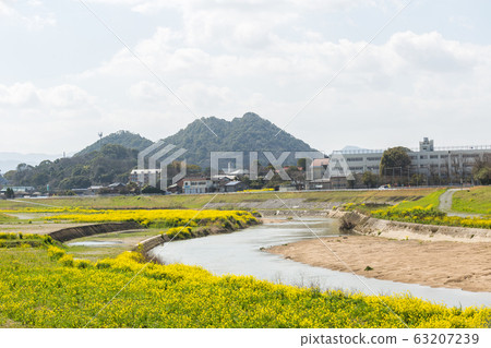 Rape blossoms and Chikushi (Mount Bota) from the riverbeds of the Onga River (Iizuka City, Fukuoka Prefecture) 63207239